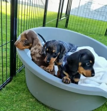 Bellissimi cuccioli di bassotto cercano una nuova casa