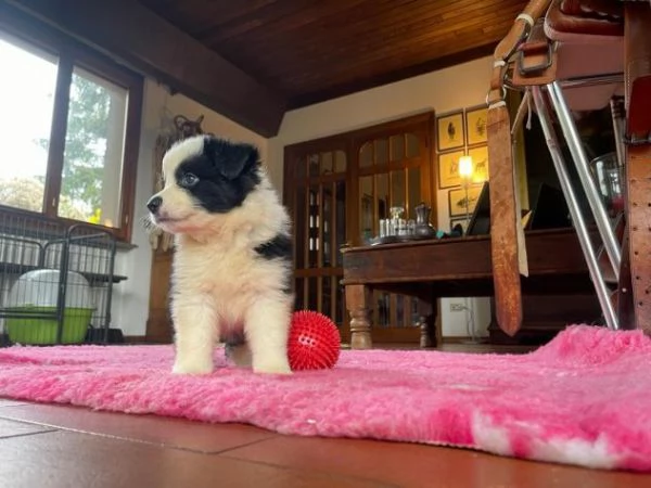 Cuccioli di Border Collie  di alta genealogia | Foto 1