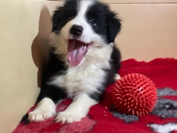 3 BORDER COLLIE RIMASTI PRONTI A PARTIRE