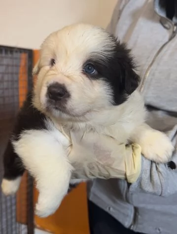 Bellissimi Border Collie bianchi e neri | Foto 1