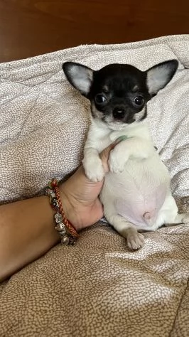 cuccioli di chihuahua pelo corto | Foto 1