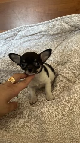 cuccioli di chihuahua pelo corto | Foto 0