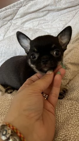 cuccioli di chihuahua pelo corto