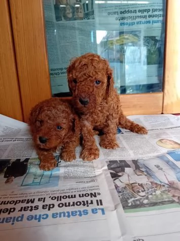 Fantastico cucciolo di barboncino toy vaccinato con microchip | Foto 1