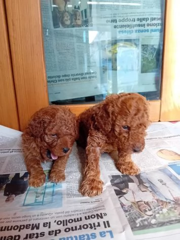 Fantastico cucciolo di barboncino toy vaccinato con microchip