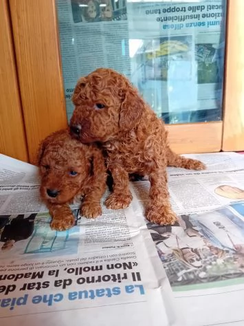 Fantastico cucciolo di barboncino toy vaccinato con microchip | Foto 0