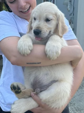 Cuccioli golden retriever