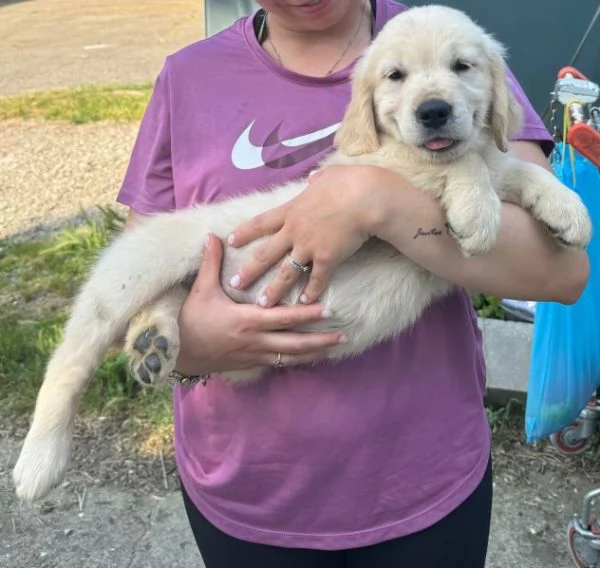 Cuccioli golden retriever | Foto 1