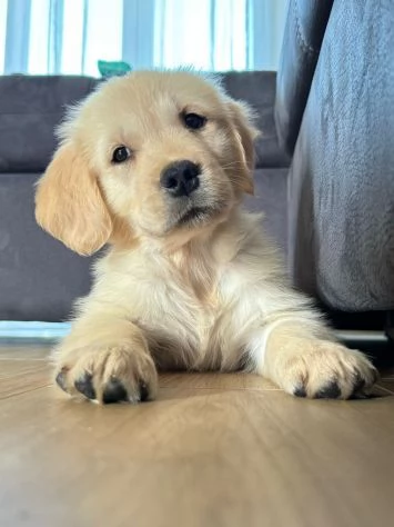 Cuccioli Golden Retriever alta genealogia | Foto 0