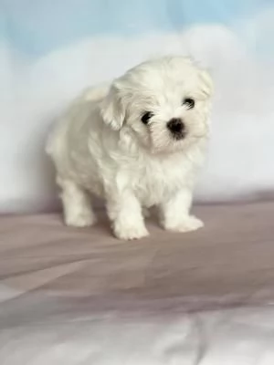 CUCCIOLI DI MALTESE MINI TOY