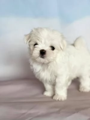 CUCCIOLI DI MALTESE MINI TOY | Foto 1