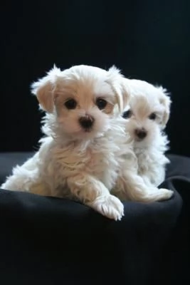 CUCCIOLI DI MALTESE MINI TOY | Foto 0