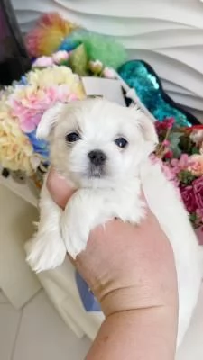  REGALO CUCCIOLI DI MALTESE MINI TOY | Foto 0