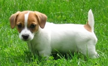 cucciolo di Jack russell terrier | Foto 0