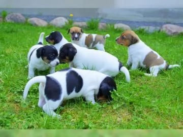 cucciolo di Jack russell terrier