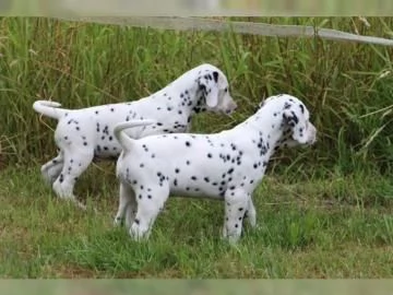 cucciolo dalmata cuccioli di 13 settimane