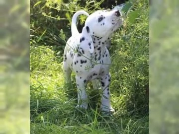 cucciolo dalmata cuccioli di 13 settimane | Foto 1