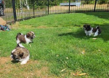 Cuccioli di Shih Tzu con pedigree enci | Foto 1