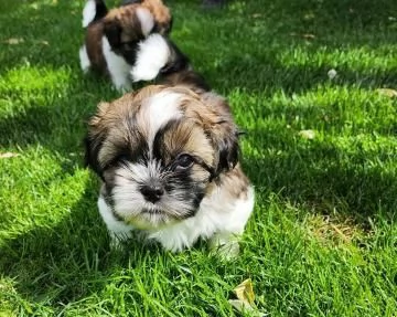 Cuccioli di Shih Tzu con pedigree enci