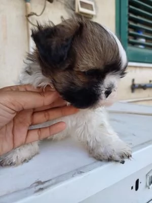 Cuccioli di Shih Tzu con pedigree enci | Foto 2