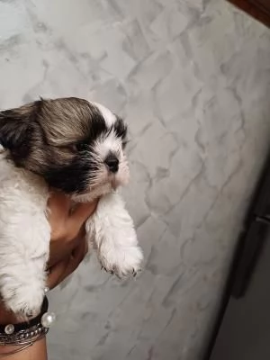 Cuccioli di Shih Tzu con pedigree enci | Foto 1