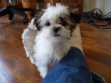 Cuccioli di Shih Tzu con pedigree enci