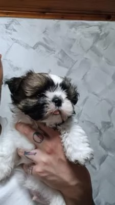 Cuccioli di Shih Tzu con pedigree enci | Foto 0