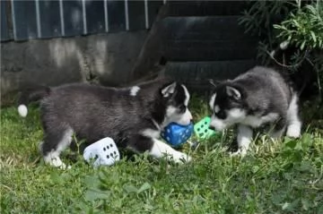 Regalo Cuccioli Siberian Husky