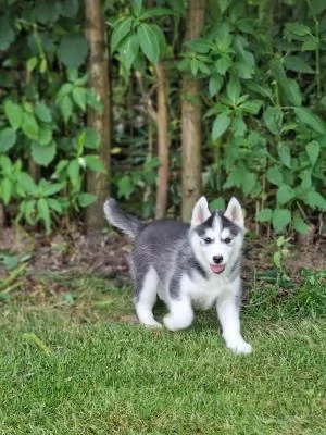 4 SIBERIAN HUSKY OCCHI COLOR GHIACCIO STUPENDI