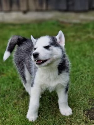 4 SIBERIAN HUSKY OCCHI COLOR GHIACCIO STUPENDI | Foto 0