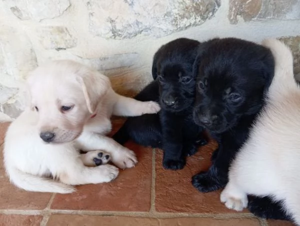 Cuccioli di Labrador Retriever con Pedigree