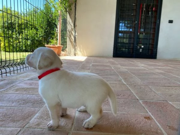 Cuccioli di Labrador Retriever con Pedigree | Foto 0