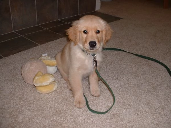 cuccioli di golden retriever