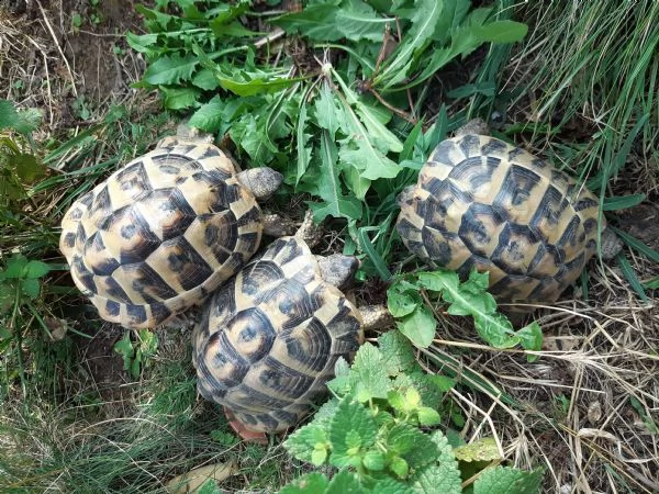 tartarughe di terra testudo hermanni | Foto 3