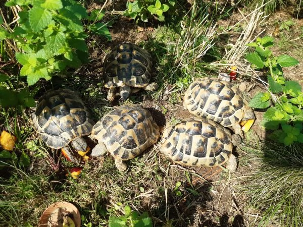 tartarughe di terra testudo hermanni | Foto 2