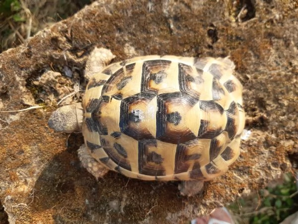 tartarughe di terra testudo hermanni | Foto 1