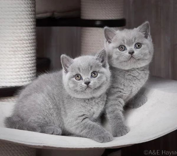 Gattini British Shorthair  | Foto 3