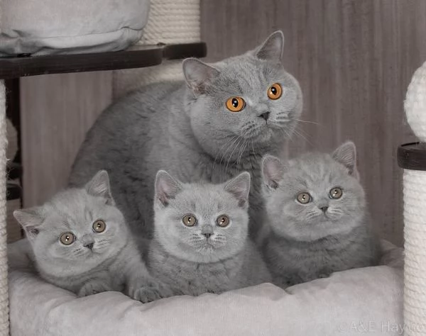 Gattini British Shorthair  | Foto 2