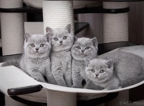 Gattini British Shorthair  | Foto 1