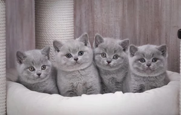 Gattini British Shorthair  | Foto 0