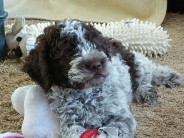  Cuccioli di Lagotto Romagnolo 