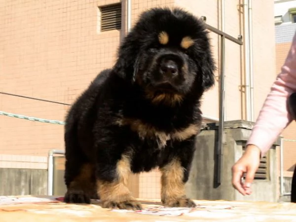  Cuccioli di Tibetan Mastiff 