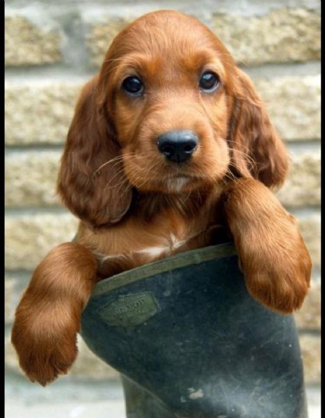 Regalo cucciolo Cocker Spaniel Inglese da Volontario a regalo cuccioli  coker spaniel i cuccioli vengono consegnati con svezzamento , primo  vaccino, librett