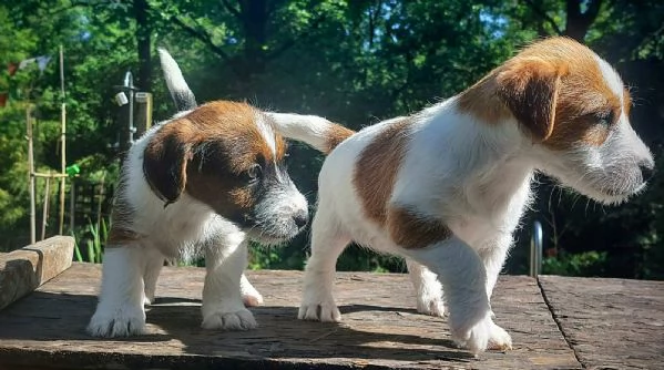 JACK RUSSELL CUCCIOLI | Foto 1