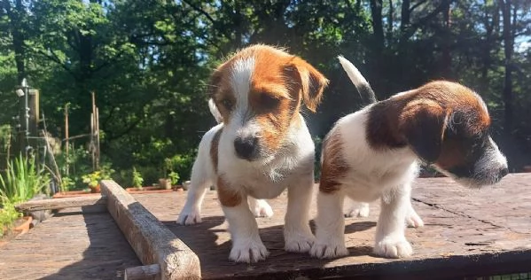 JACK RUSSELL CUCCIOLI | Foto 1