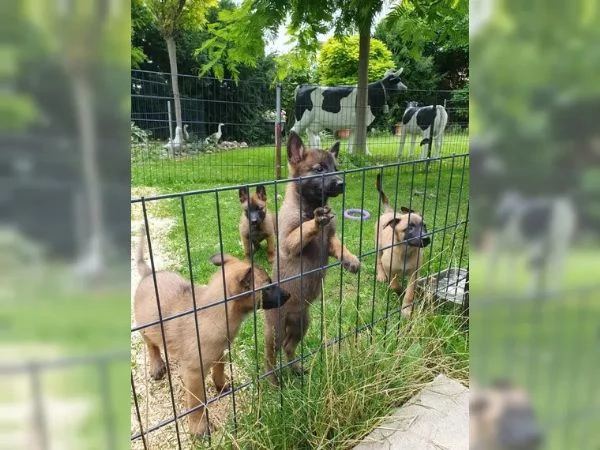 CUCCIOLI DI PASTORE BELGA MALINOIS