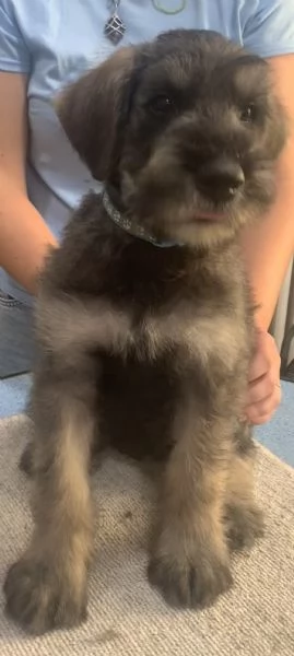 disponibili cuccioli schnauzer gigante pepe sale