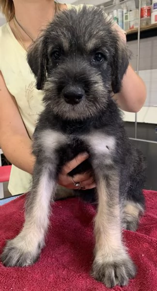 disponibili cuccioli schnauzer gigante pepe sale | Foto 1