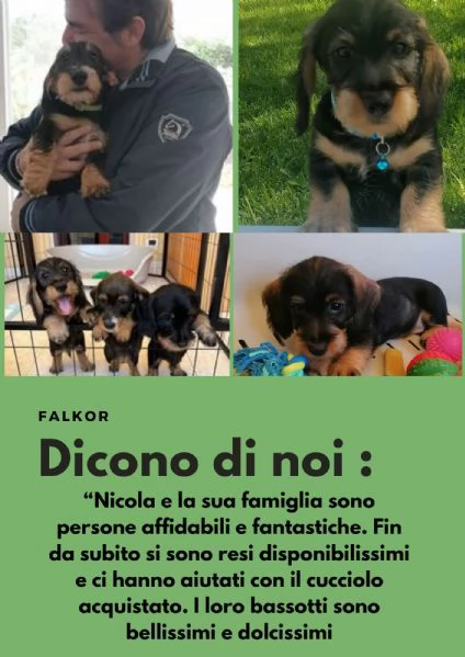 CUCCIOLI BASSOTTO PELO DURO | Foto 4