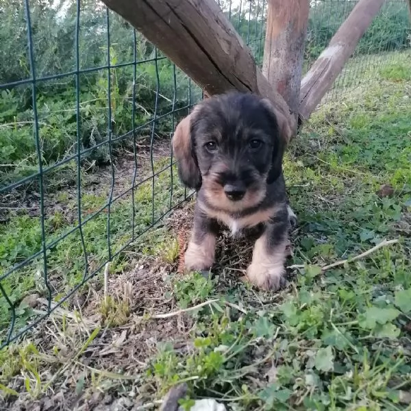 BASSOTTO CUCCIOLO CUCCIOLI PELO DURO | Foto 4